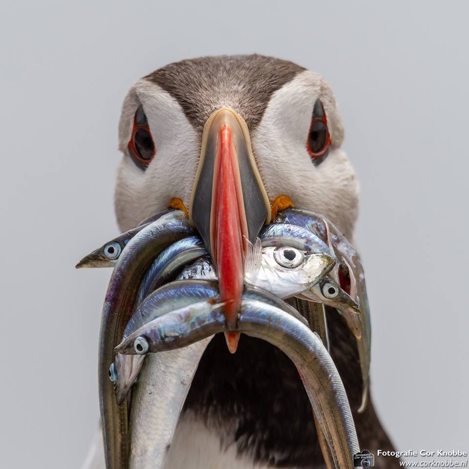 Puffin.jpg